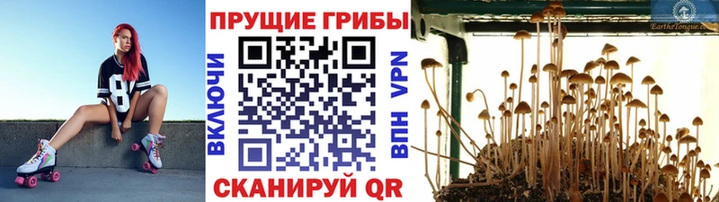 Галлюциногенные грибы Cubensis Суворов
